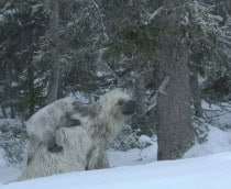 Preguiça-gigante com filhote no meio da neve
