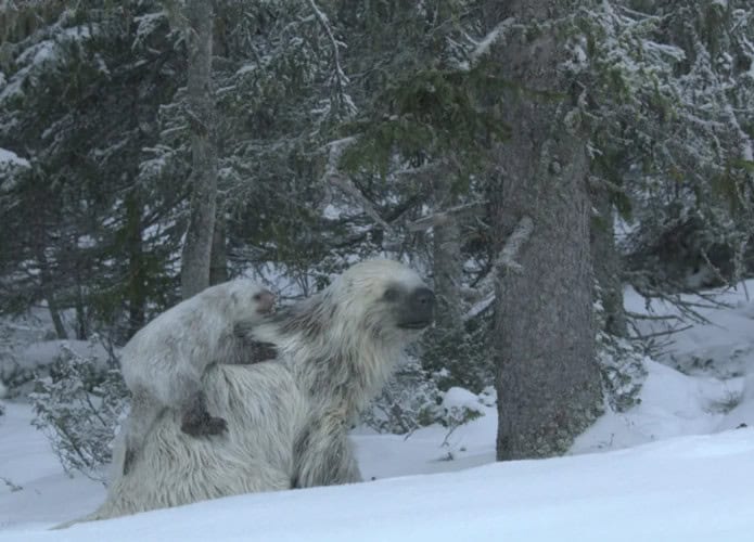 Preguiça-gigante com filhote no meio da neve