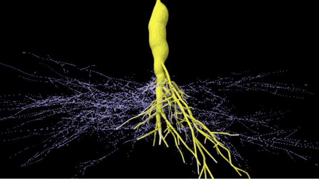 Trecho de uma animação que mostra um tubérculo radicular colonizado por um fungo micorrízico arbuscular