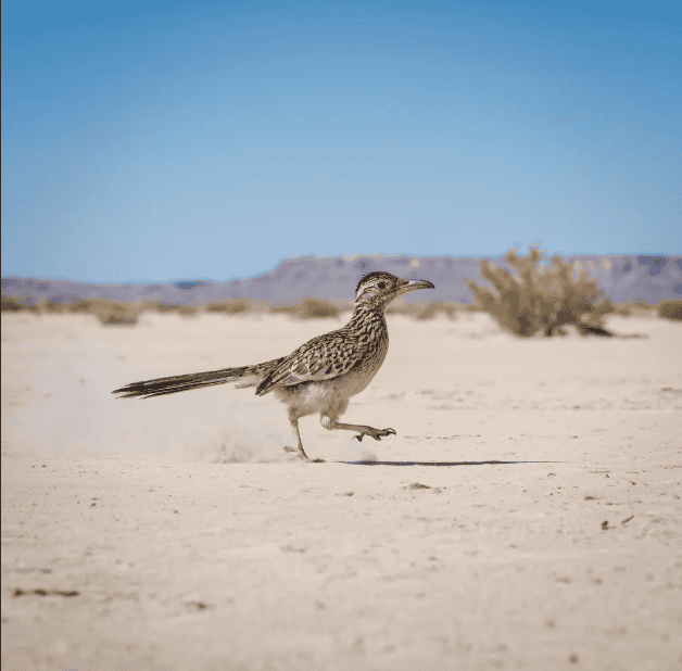 Novo modelo de IA da Microsoft produz imagens fotorrealistas