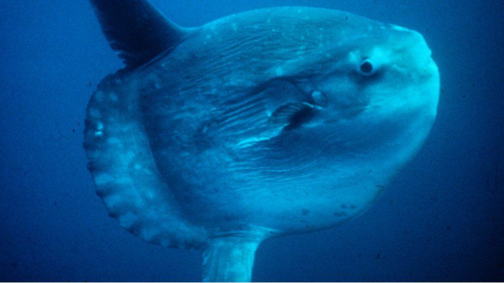 Mola mola