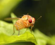 mosca