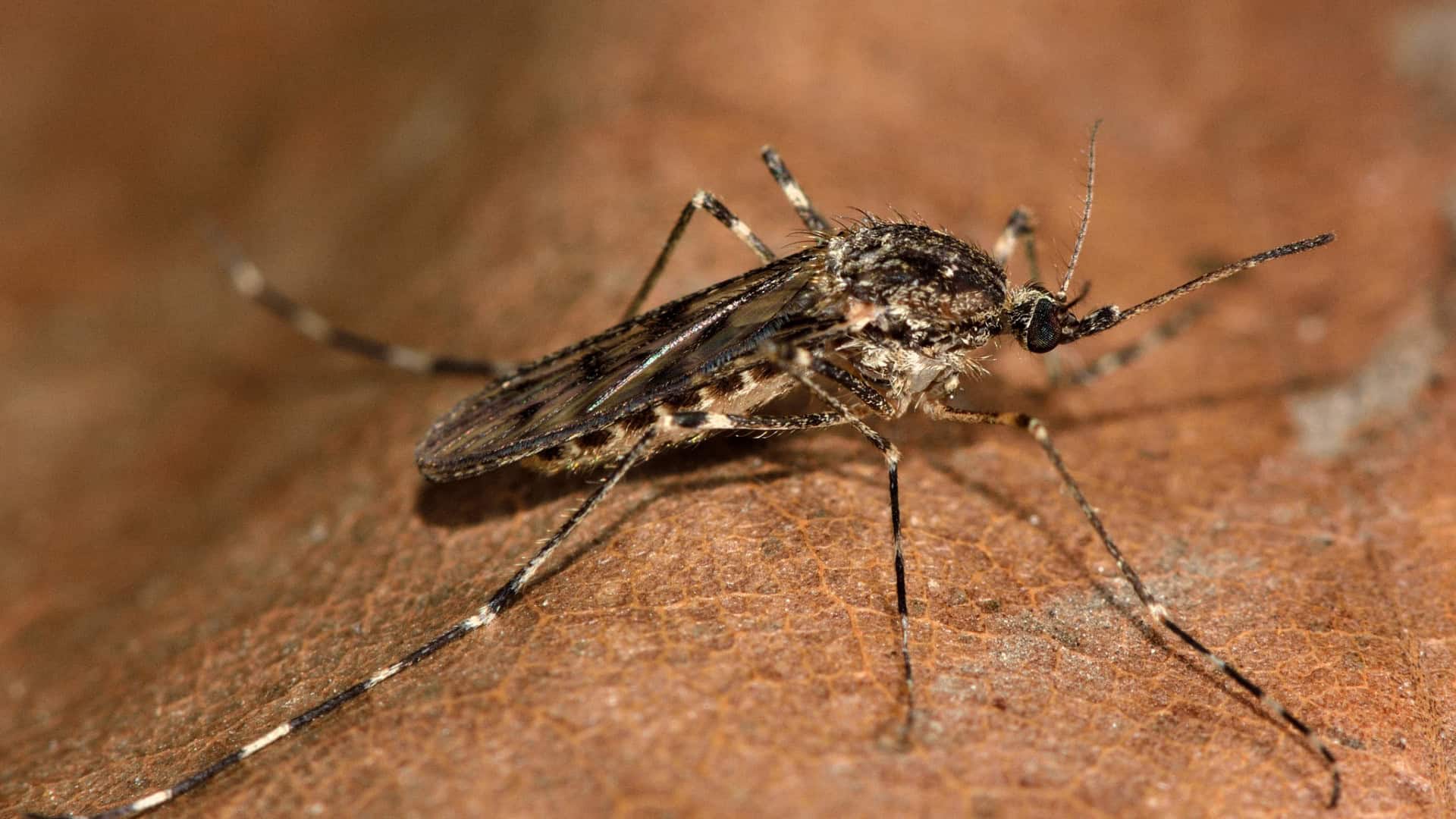 mosquito-1-1920x1080
