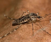 mosquito-1-210x172