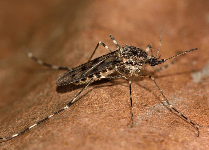 mosquito-1-695x500