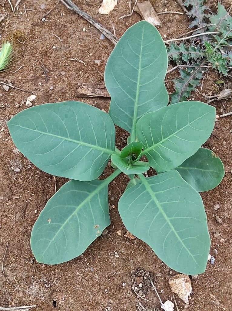 nicotiana