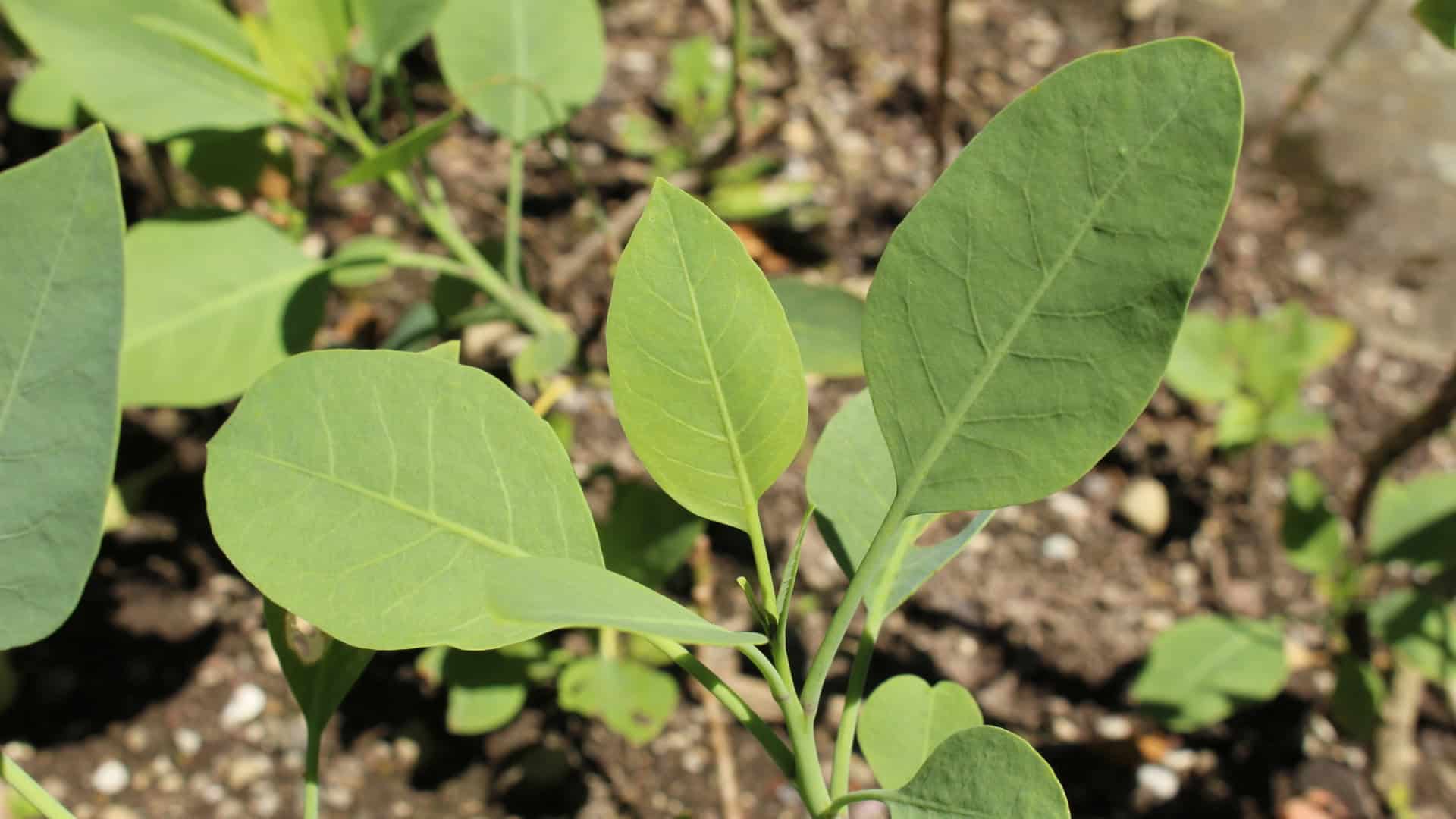 nicotiana glauca