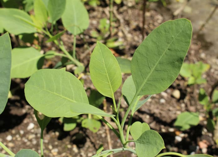nicotiana glauca