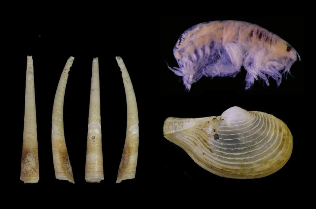 Laevidentalium wiesei (esquerda), Metharpinia hirsuta (canto superior direito) e Myonera aleutiana (canto inferior direito)
