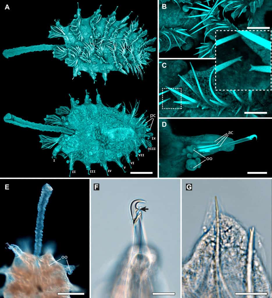 Visão dorsal e ventral do animal, com segmentos numerados e cirros caudais visíveis. Detalhes das cerdas com pontas bifurcadas, gancho composto e oócitos. Imagem de microscopia mostra a probóscide e estruturas internas. Barras de escala: 250–25 µm