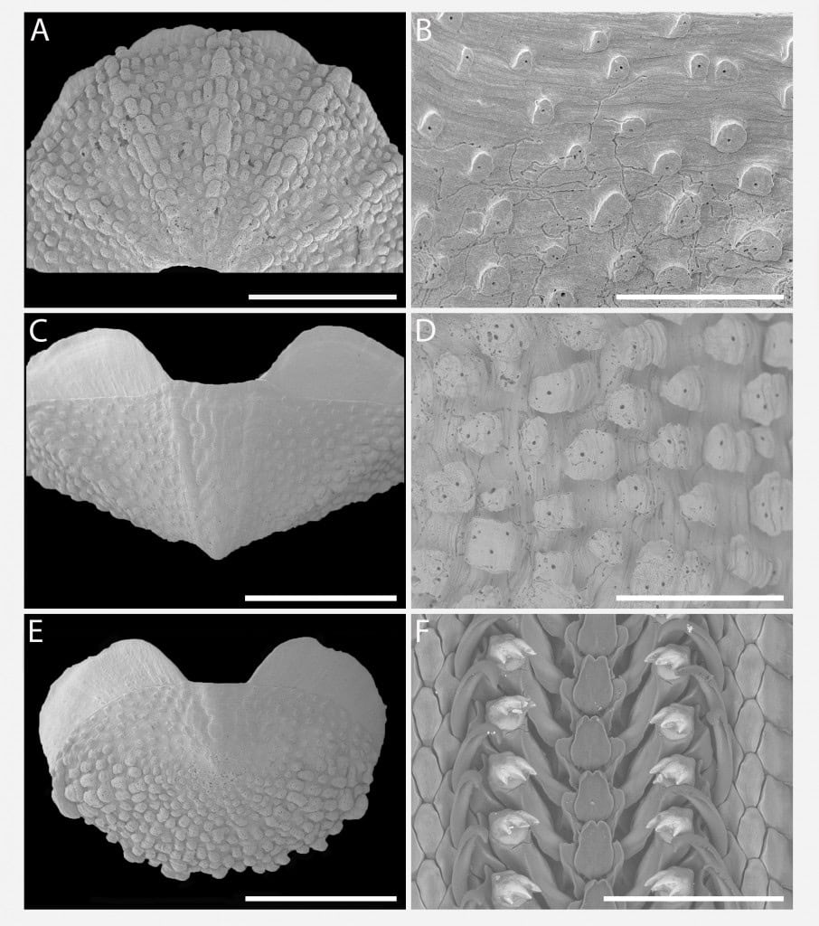 Valvas I, II e VIII em vista geral e detalhes da superfície tegumentar da valva II. Parte central da rádula em destaque. Barras de escala: 2 mm, 500 µm e 200 µm