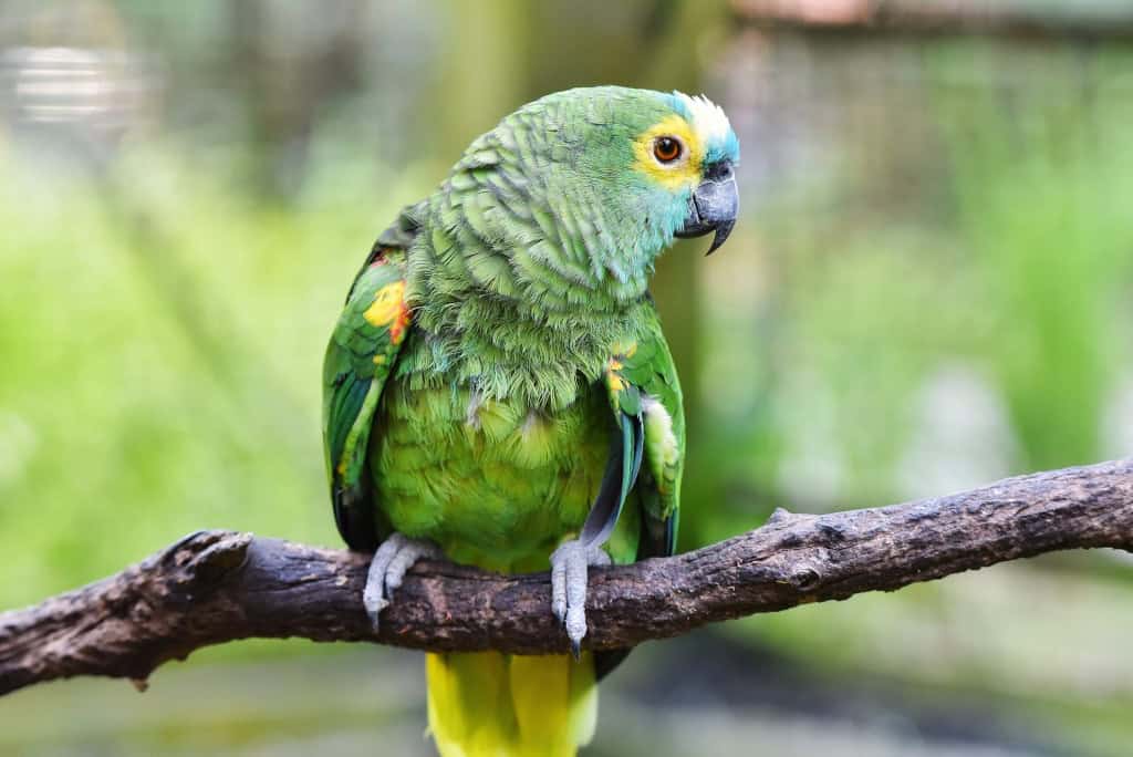 Papagaio-da-testa-azul
