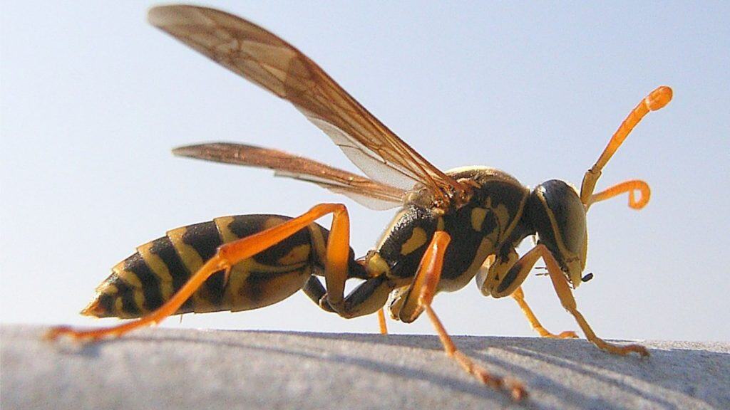 Polistes chinensis