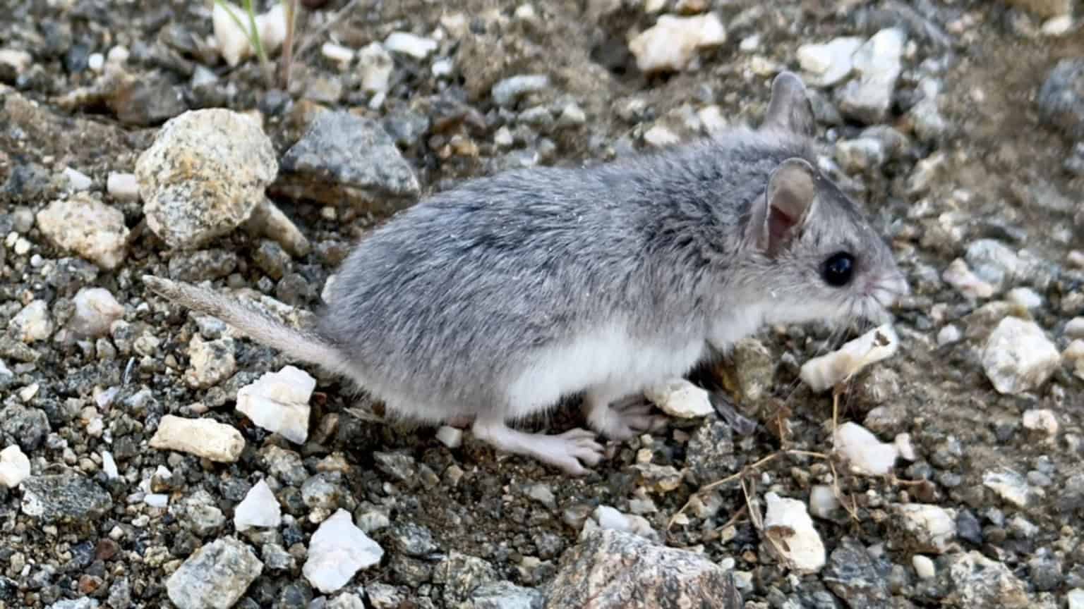 Parente do lobisomem? Esse rato ficou famoso por 