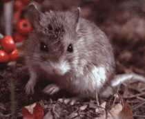 foto de um rato gafanhoto na natureza
