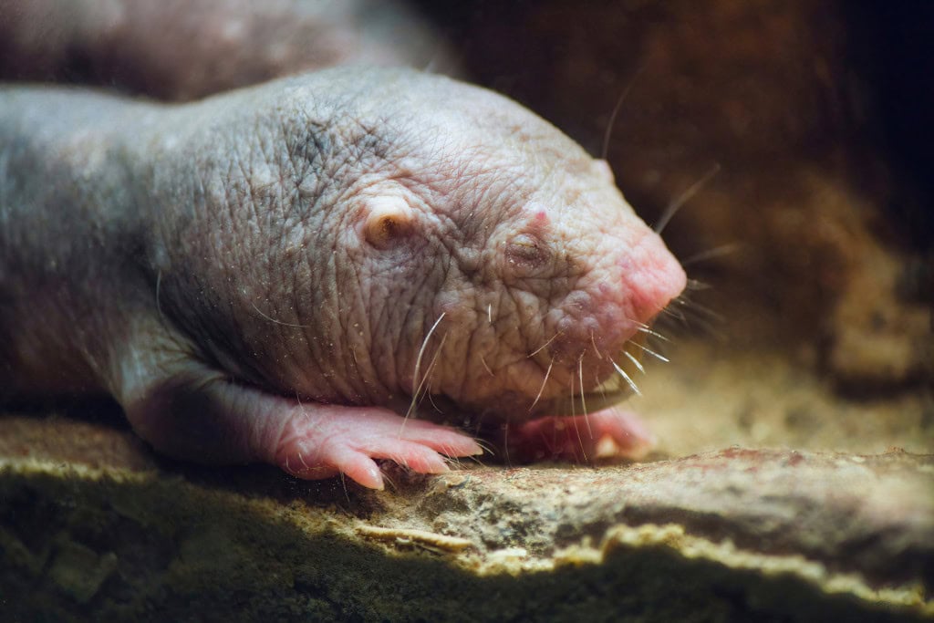 rato-toupeira-pelado