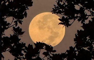 superlua-out-2025-1-365x232