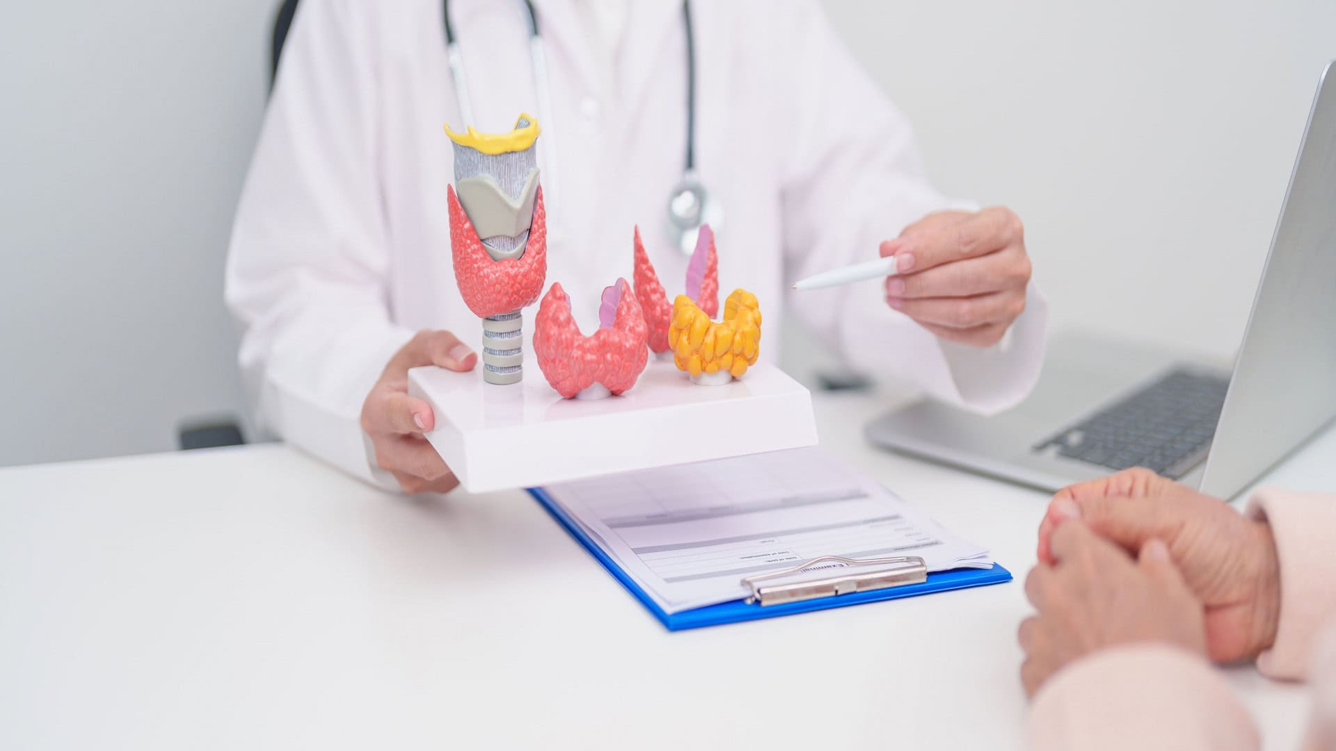 Imagem mostra médico apontando para modelo tireoidiano para hipertireoidismo, hipotireoidismo, tireoidite de Hashimoto, tumor e câncer da tireoide, carcinoma papilar