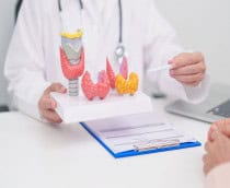 Imagem mostra médico apontando para modelo tireoidiano para hipertireoidismo, hipotireoidismo, tireoidite de Hashimoto, tumor e câncer da tireoide, carcinoma papilar