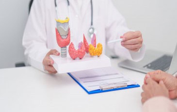 Imagem mostra médico apontando para modelo tireoidiano para hipertireoidismo, hipotireoidismo, tireoidite de Hashimoto, tumor e câncer da tireoide, carcinoma papilar