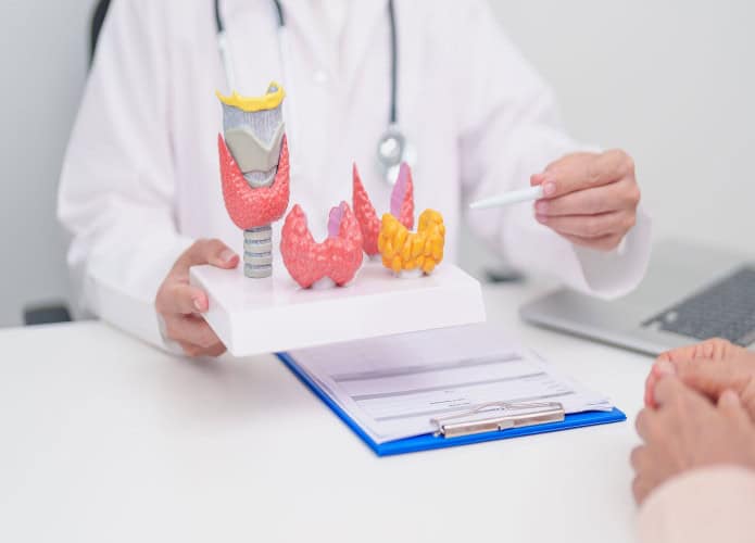 Imagem mostra médico apontando para modelo tireoidiano para hipertireoidismo, hipotireoidismo, tireoidite de Hashimoto, tumor e câncer da tireoide, carcinoma papilar