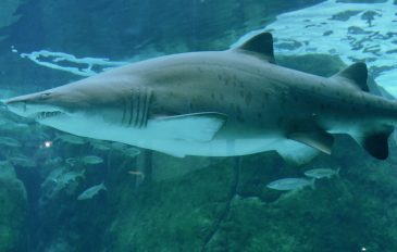 Tubarão-mangona