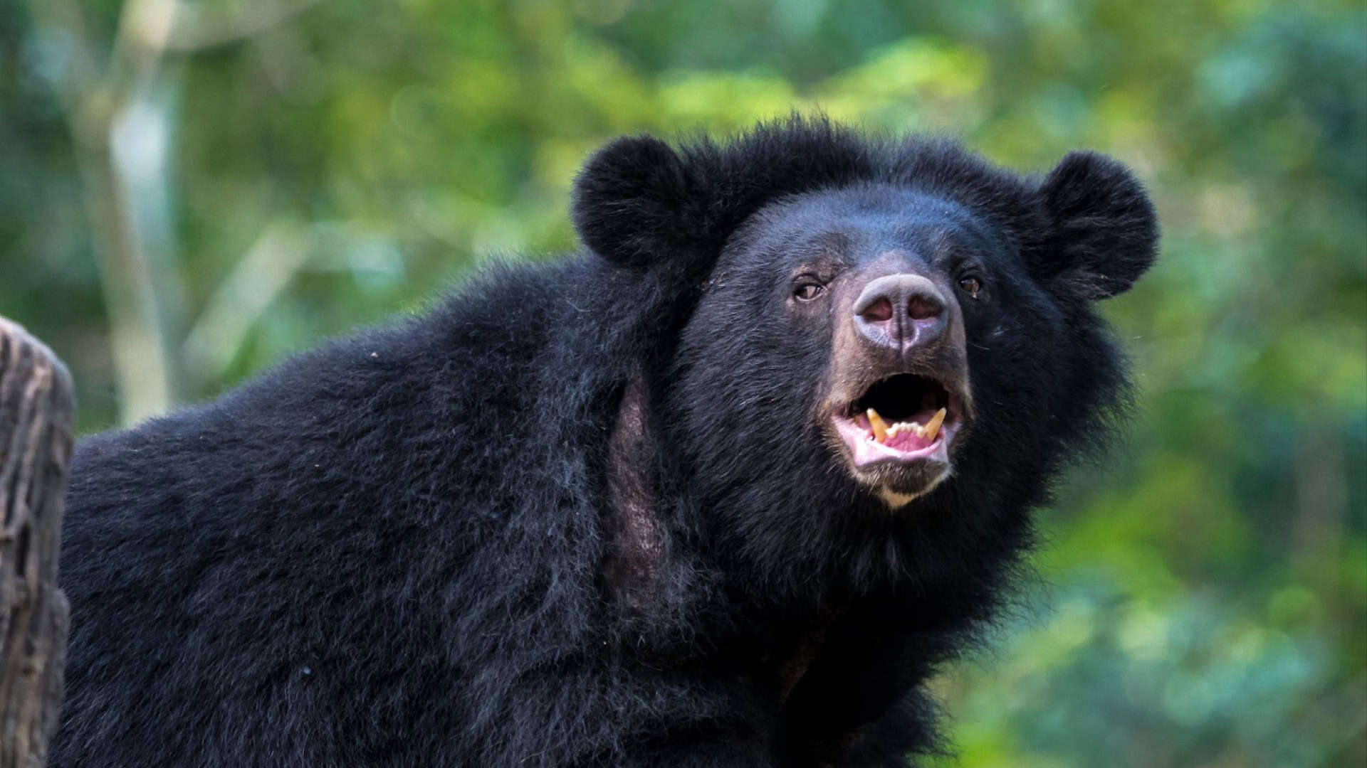 urso negro
