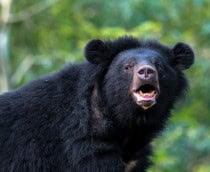 urso negro