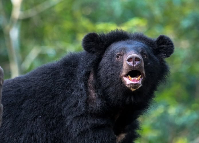 urso negro
