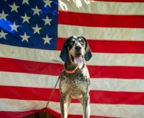 Boone. Imagem: Fox 56 News/Reprodução