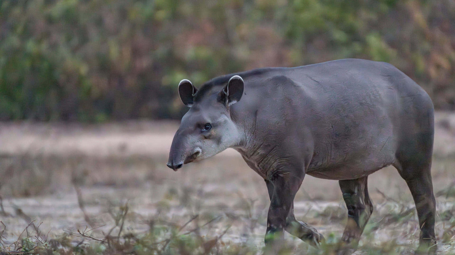 anta-brasileira passeia no pantanal