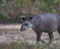anta-brasileira passeia no pantanal