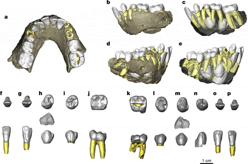 estudo na nature sobre espécie Australopithecus deyiremeda