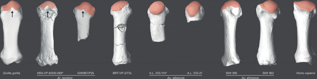 estudo na nature sobre espécie Australopithecus deyiremeda