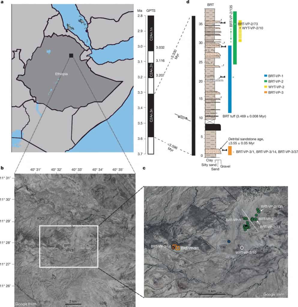 estudo na nature sobre espécie Australopithecus deyiremeda