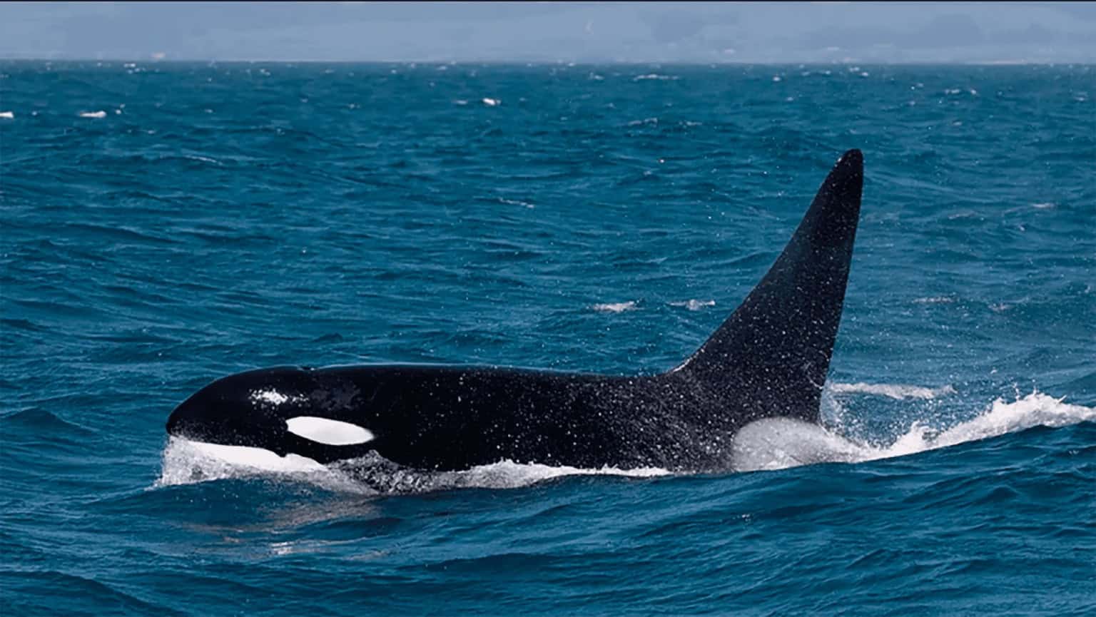Baleia Orca