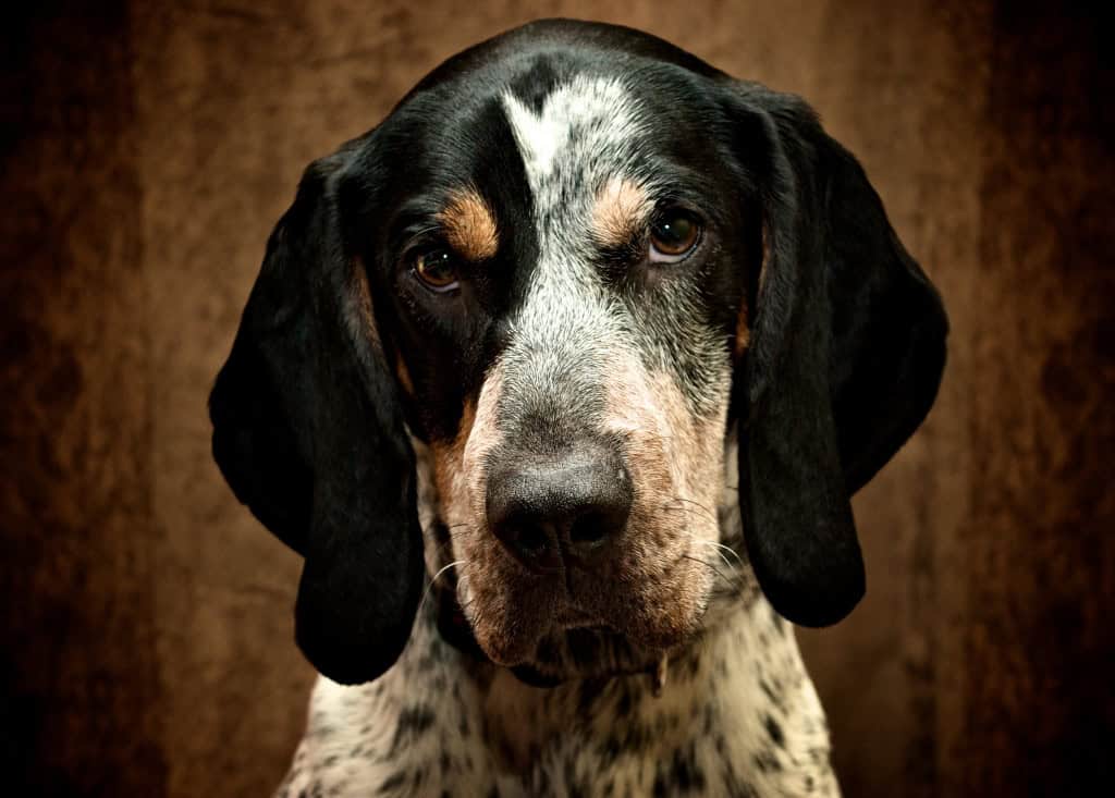 Bluetick Coonhound. Imagem: bark/Wikimedia Commons