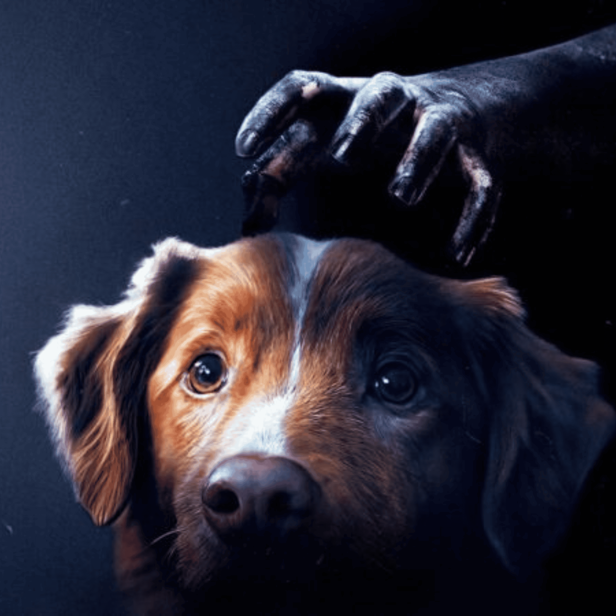 Watch the explanation of the ending of the horror film Bom Menino (Good Boy). Watch the explanation of the ending of the horror film Bom Menino (Good Boy).