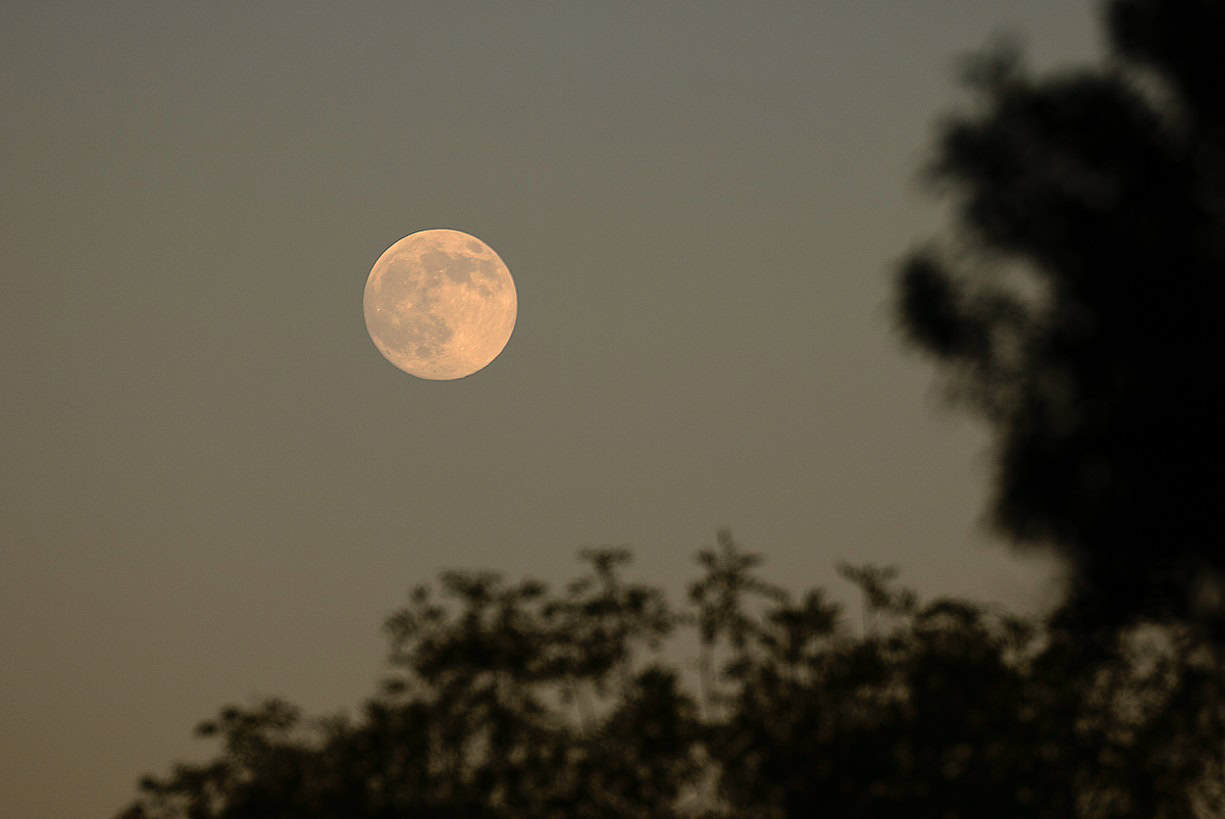 Bruce LaFrance Superlua