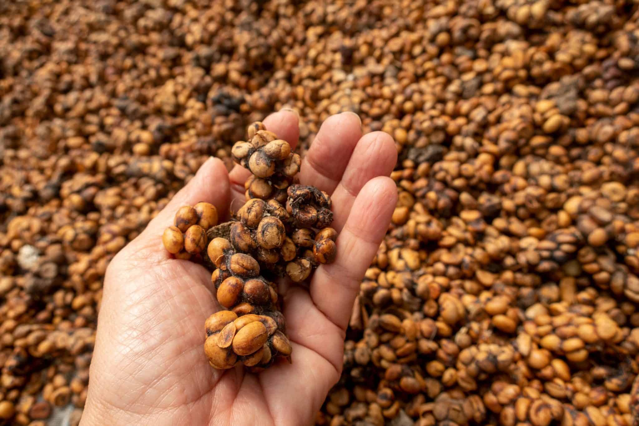 Você tomaria? Café mais caro do mundo é feito do cocô de um mamífero