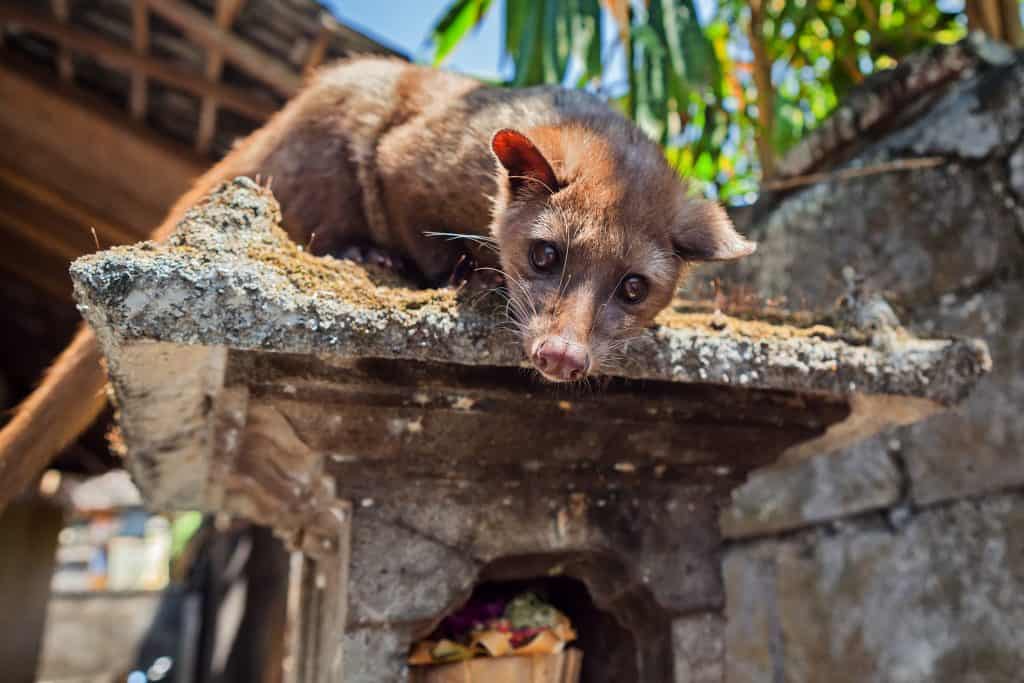 Civeta sentado no topo de um templo