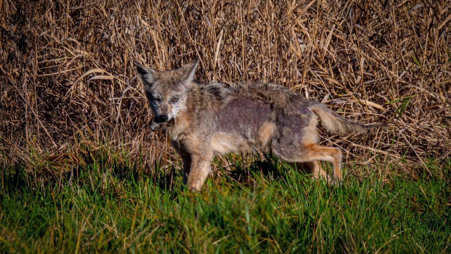 Coyote Ridgefield National Wildlife Refuge 51839146133