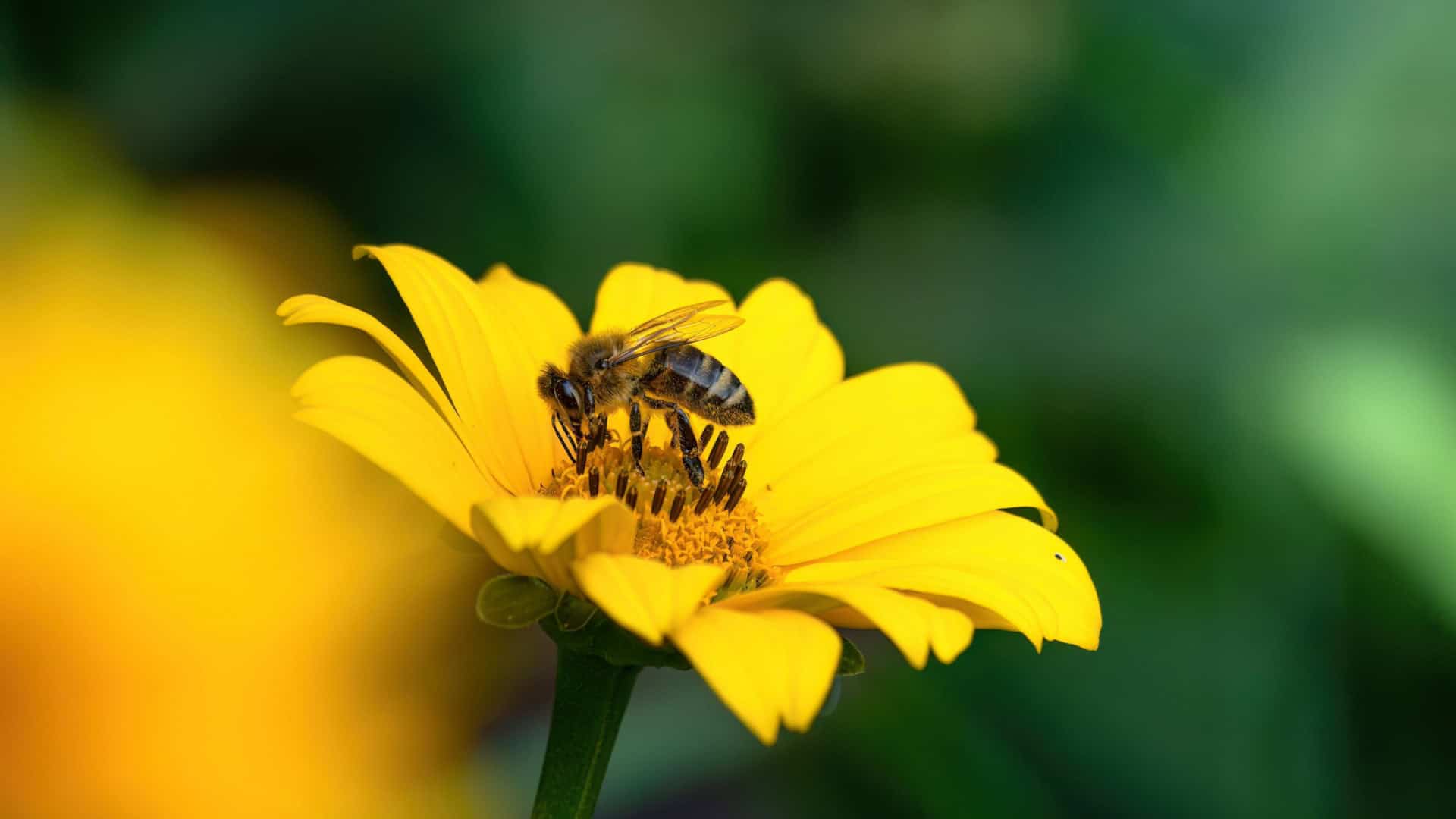 Uma abelha pousa sobre uma flor amarela vibrante, coletando néctar com suas patas e tromba, enquanto suas asas delicadas brilham sob a luz.