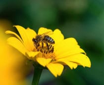 Uma abelha pousa sobre uma flor amarela vibrante, coletando néctar com suas patas e tromba, enquanto suas asas delicadas brilham sob a luz.