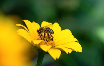 Uma abelha pousa sobre uma flor amarela vibrante, coletando néctar com suas patas e tromba, enquanto suas asas delicadas brilham sob a luz.