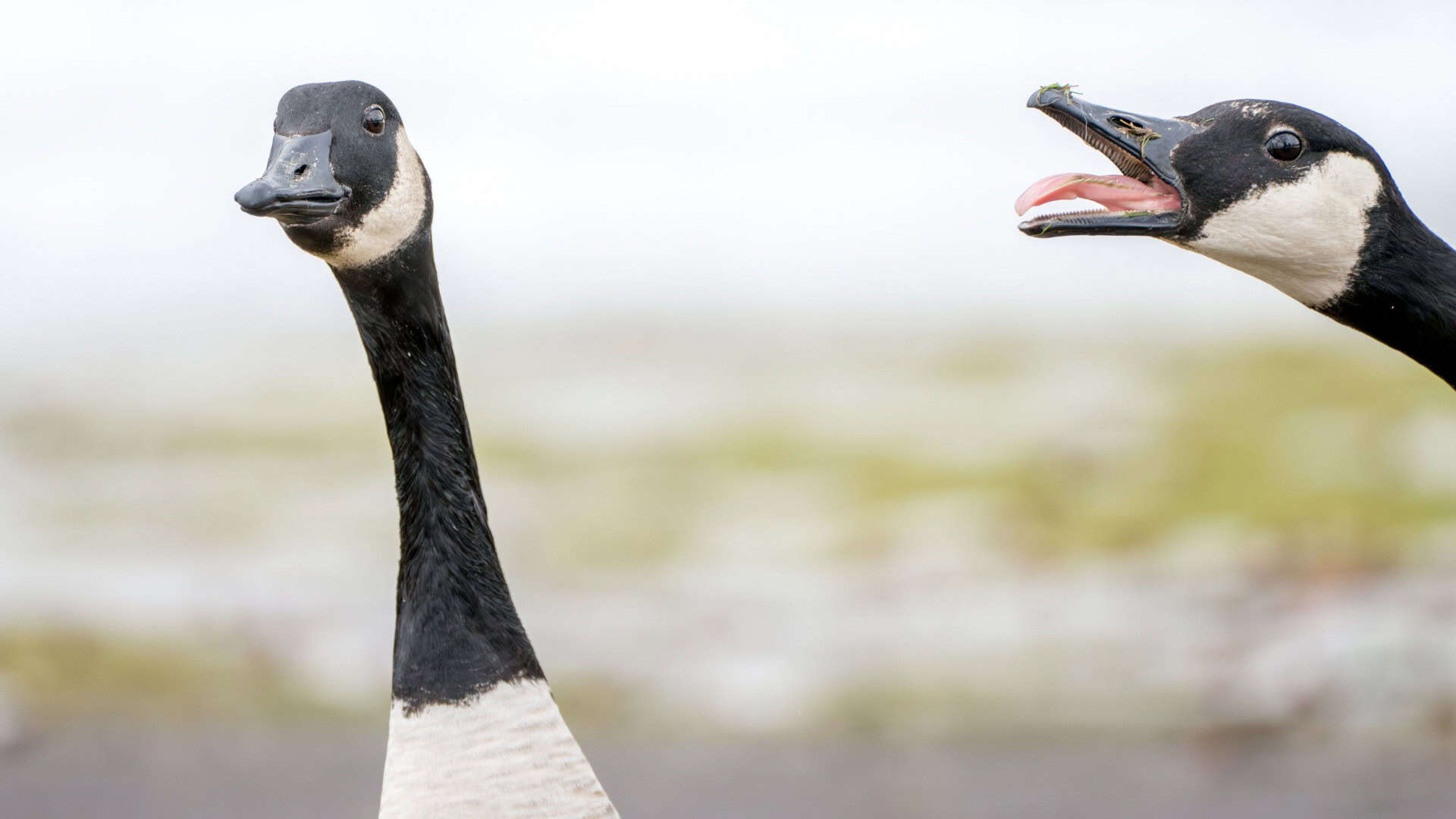 Um par de gansos do Canadá se aproxima com um deles gritando com o bico bem aberto