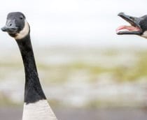 Um par de gansos do Canadá se aproxima com um deles gritando com o bico bem aberto