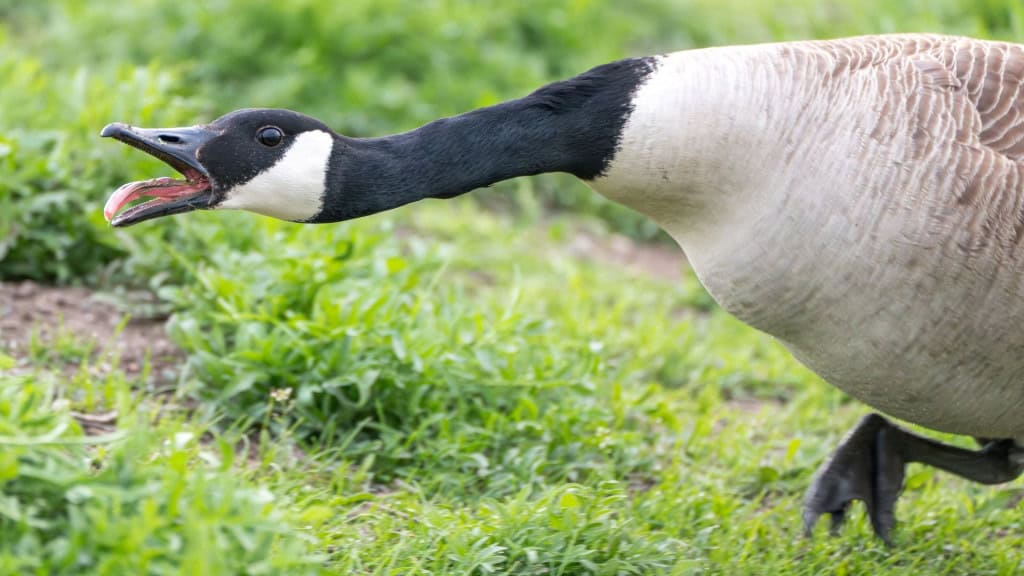 ganso preto e branco alonganod pescoço ao gritar em meio a grama
