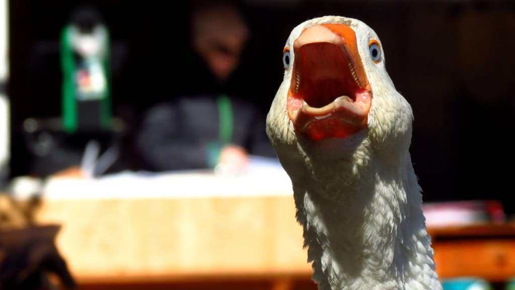 ganso branco em foco com a boca aberta como se estivesse gritando