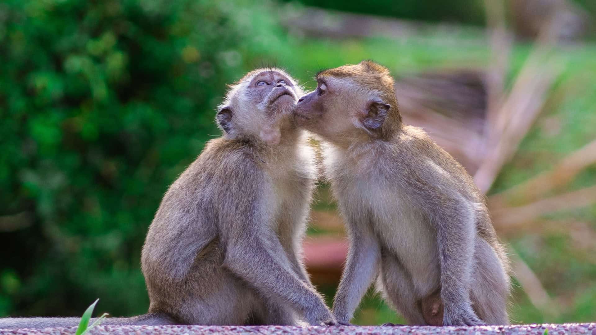 Um macaquinho dando beijo na bochecha de outro macaquinho